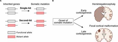 Modeling Somatic Mutations Associated With Neurodevelopmental Disorders in Human Brain Organoids